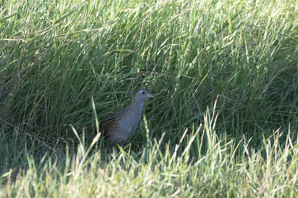 Corn Crake
